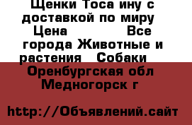 Щенки Тоса-ину с доставкой по миру › Цена ­ 68 000 - Все города Животные и растения » Собаки   . Оренбургская обл.,Медногорск г.